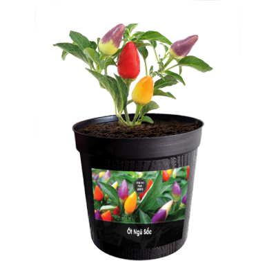  STEAM KIT - PLANT GROWTH ỚT NGŨ SẮC